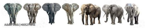 Pack of Giant Elephant on Transparent background - Ai Generated