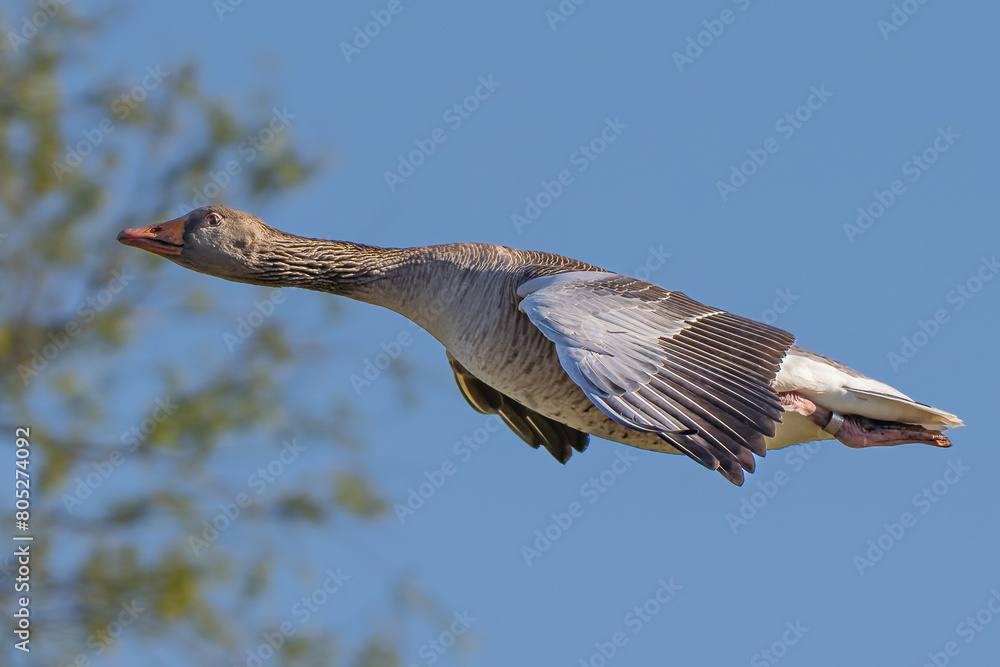 Obraz premium Extreme close up of greylag Goose in flight in high resolution