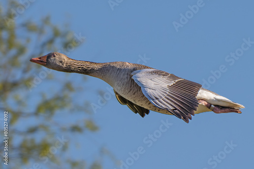 Extreme close up of greylag Goose in flight in high resolution