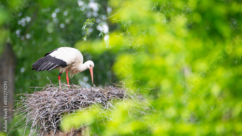 White storks on the nest surrounded by green trees, ciconia in spring, Oberhausen Heidelberg in Germany photo