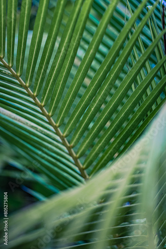 Closeup tropical palm leaf and shadows  exotic abstract natural green lush background  dark tone textures. Sunshine garden park plant summer foliage panoramic banner wallpaper. Inspire relaxing nature