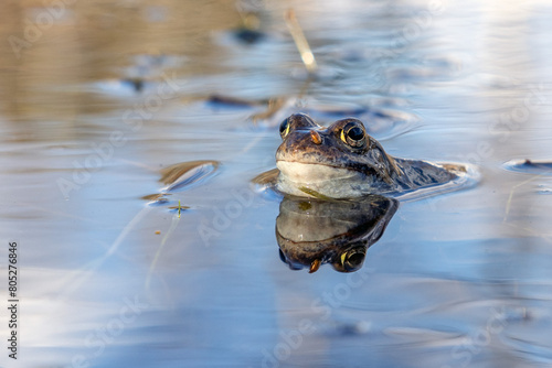 Frogs and toads in the swamp. Spring. Time to spawn. Green slippery frogs lay eggs.