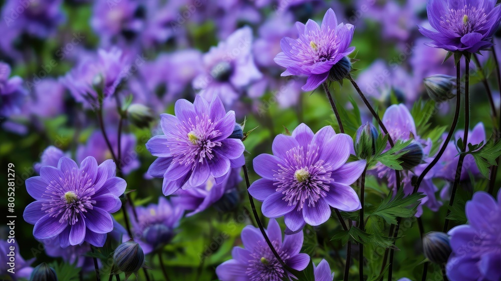 flowers purple plaid