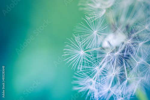 Beauty in nature dandelion seeds closeup blowing in blue green turquoise background. Closeup of dandelion on meadow background, artistic nature macro. Spring summer natural pastel colored lush foliage © icemanphotos