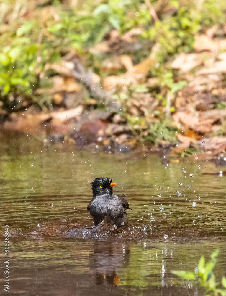 Jungle Myna (Acridotheres fuscus) bird bathing at the water body in rain forest. Jungle Myna (Acridotheres fuscus) bird bathing at the water body in rain forest.