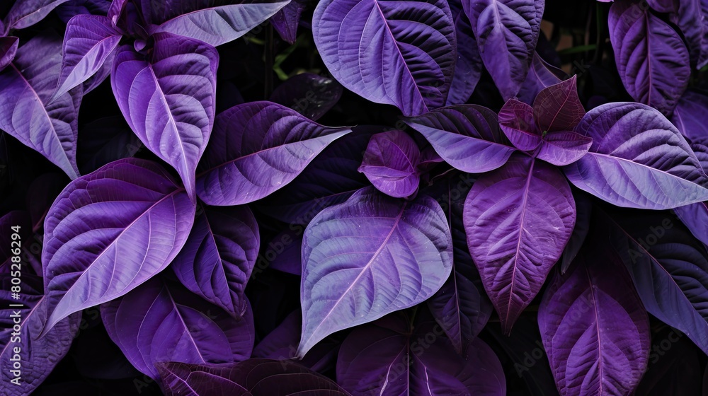 glossy purple leaves