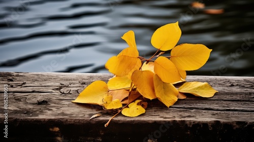 autumn yellow dock