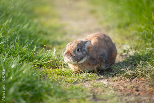 Domestic rabbit or bunny on a green spring meadow in nature, cute animal wildlife, pet on a farm