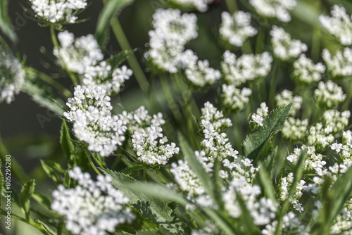 Small white flowers with lush green texture background.