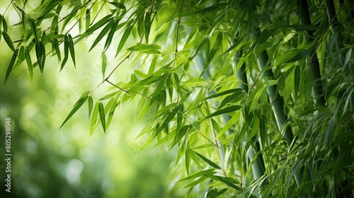 shadow green bamboo background