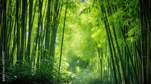 serene green bamboo
