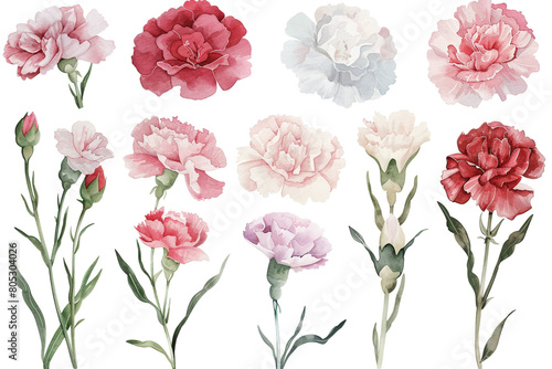 Watercolor carnation clipart in various colors, including pink, red, and white 