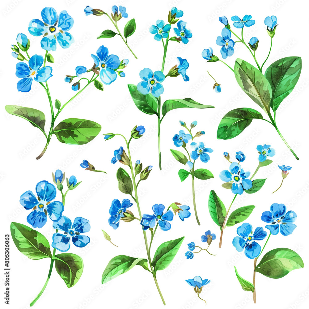 Watercolor forget-me-not clipart with small blue flowers and green leaves  