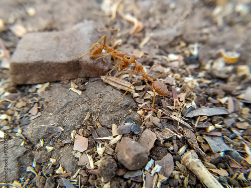 Asian weaver (red ant) ant Insect