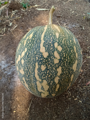 Indian green pumpkin-kaddu also known as squash are widely grown for food.The thick shell contains the seeds and pulp.