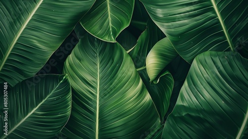 A close up of a lush green leaf photo