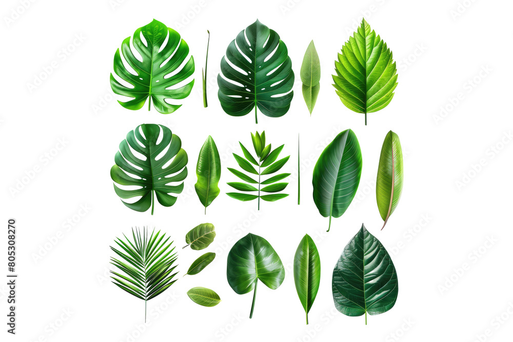Set of fresh tropical leaves isolated on transparent background Set of fresh tropical leaves isolated on transparent background