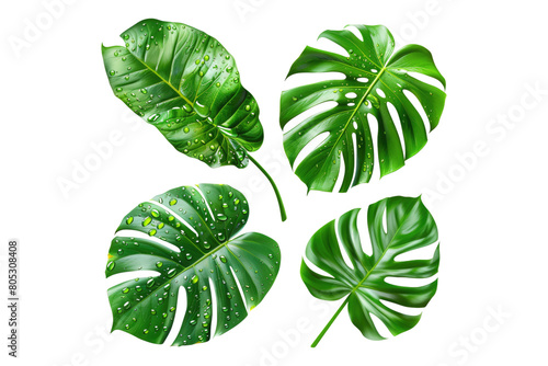 Set of fresh tropical leaves isolated on transparent background