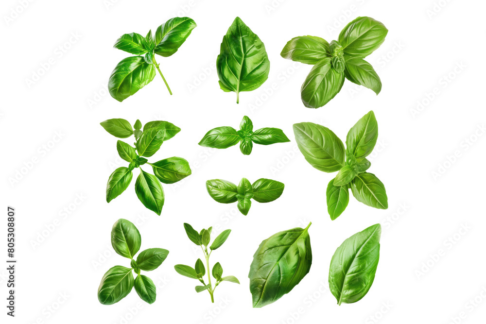 Set of healthy herbs elements fresh basil isolated on transparent background Set of healthy herbs elements fresh basil isolated on transparent background