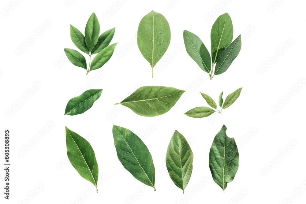 Naklejka premium Set of healthy herbs elements fresh bay isolated on transparent background