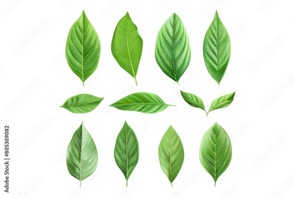 Naklejka premium Set of healthy herbs elements fresh bay isolated on transparent background