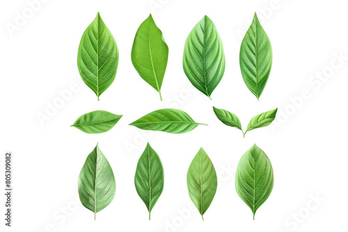 Set of healthy herbs elements fresh bay isolated on transparent background