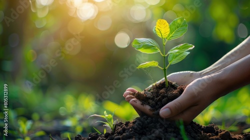 In the hands of trees growing seedlings. Bokeh green Background Female hand holding tree on nature field grass Forest conservation concept