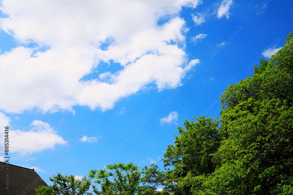 新緑と春の空