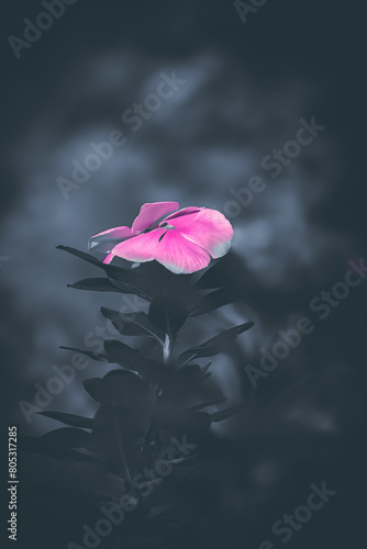 pink flower on water