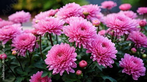 flower chrysanthemum pink