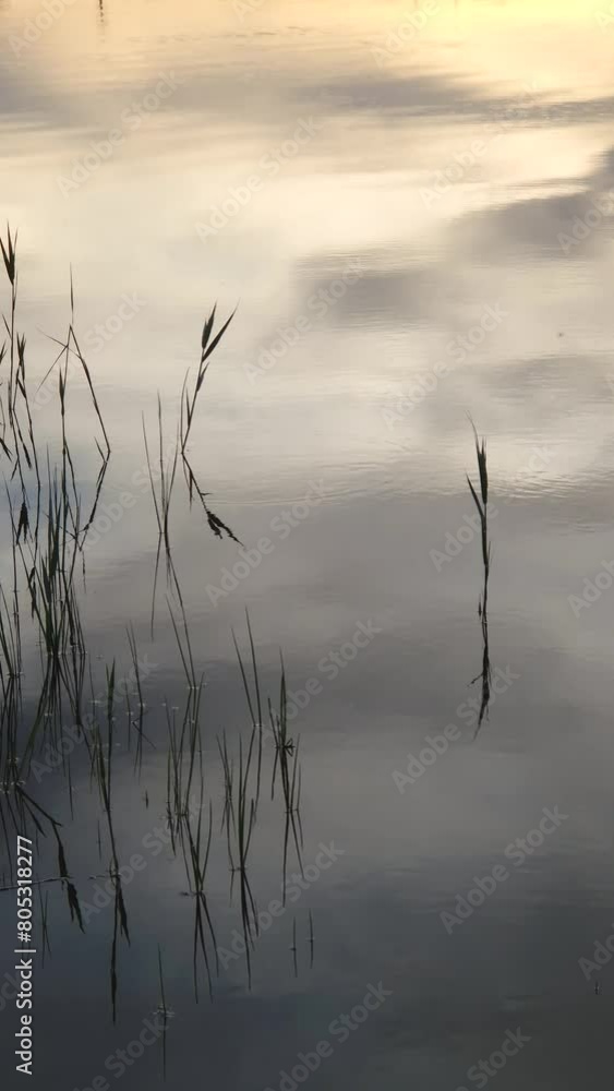 Calm view of the lake surface in the evening with ripples between the reed above the water Calm view of the lake surface in the evening with ripples between the reed above the water
