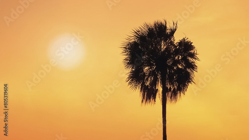 Silhouette of palm tree against orange sunset sky background. Summer season climate.
