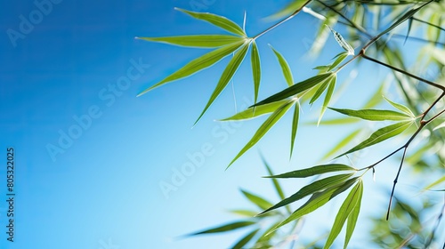 green bamboo leaf