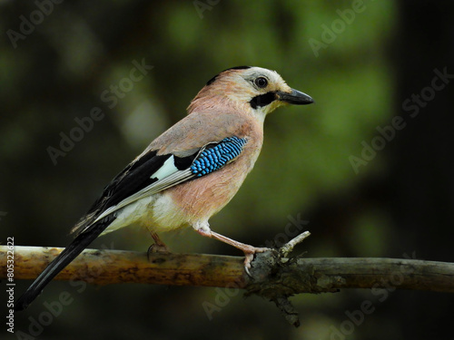 A jay is hiding on a tree branch 