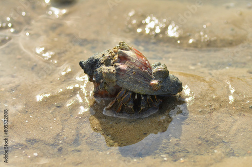 Crab animal in Sand nature sea wildlife