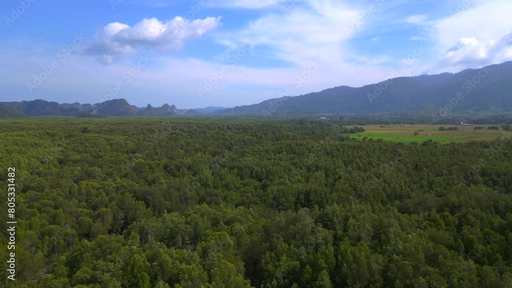 Devastation of mangrove forest on langkawi. Nice aerial top view flight drone Devastation of mangrove forest on langkawi. Nice aerial top view flight drone