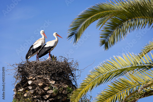 2 storks in a nest built on a palm tree