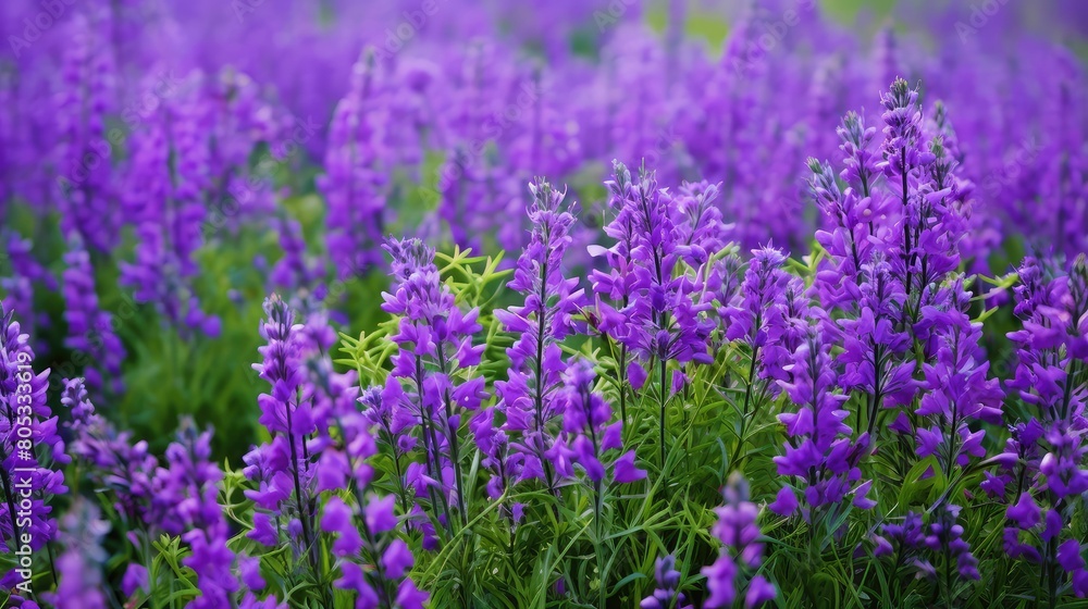 vibrant purple green flowers