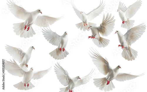 Collection of White Doves isolated on Transparent background.