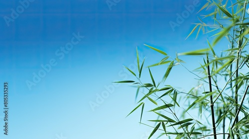 proud chinese bamboo trees