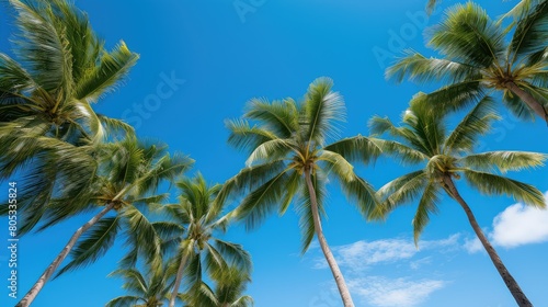 view palm trees blue sky