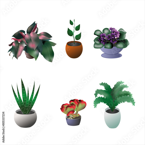 Home Plants