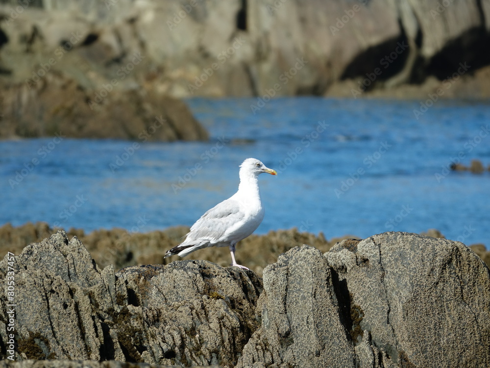 Mouette sur rocher Mouette sur rocher