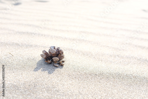 砂浜に置かれた松ぼっくり 風の紋様 夏の海の思い出