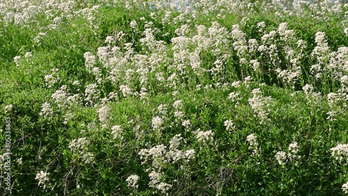 White flowers of Arabidopsis halleri. Spring bloom. Floral natural background. photo