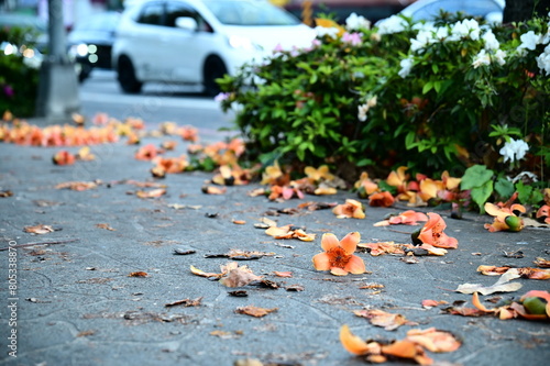 Taipei sidewalks adorned with fallen Silk-Cotton blooms, native to the Americas, now in tropical Taiwan. Vibrant red, yellow, white, orange flowers on Silk-Cotton trees, cherished spring sight.