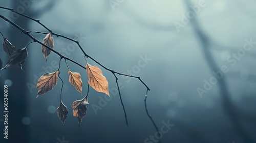 nature dark leaves photo