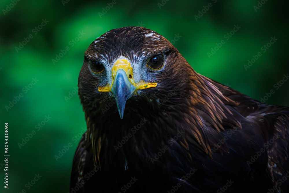 Greifvogel Greifvogel