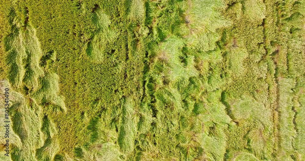 Aerial view of wheat fields blown down by strong winds. Wheat field natural landscape after natural disaster. Top view. Aerial view of wheat fields blown down by strong winds. Wheat field natural landscape after natural disaster. Top view.