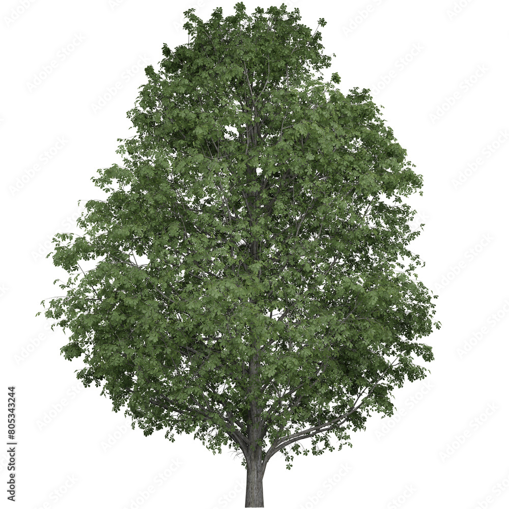 Fototapeta premium Big Lush Trees That Are Beautiful And Enjoyable